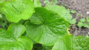 Wasabi można wyhodować we własnym ogrodzie. Wystarczy przestrzegać kilku zasad.