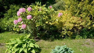 Podpowiadamy, z czym sadzić rododendrony, aby kwitły jeszcze bardziej obficie.