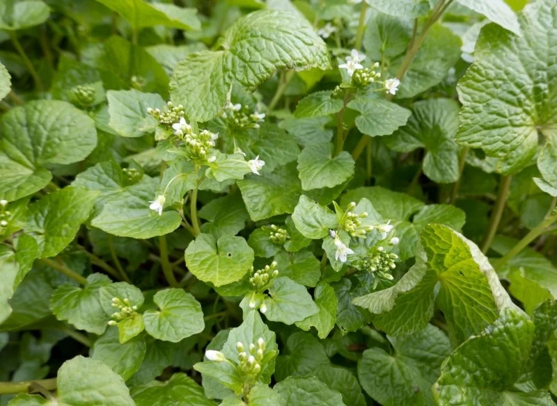 Chrzan japoński osiąga pełny rozwój dopiero po około 2 latach od wysiewu
