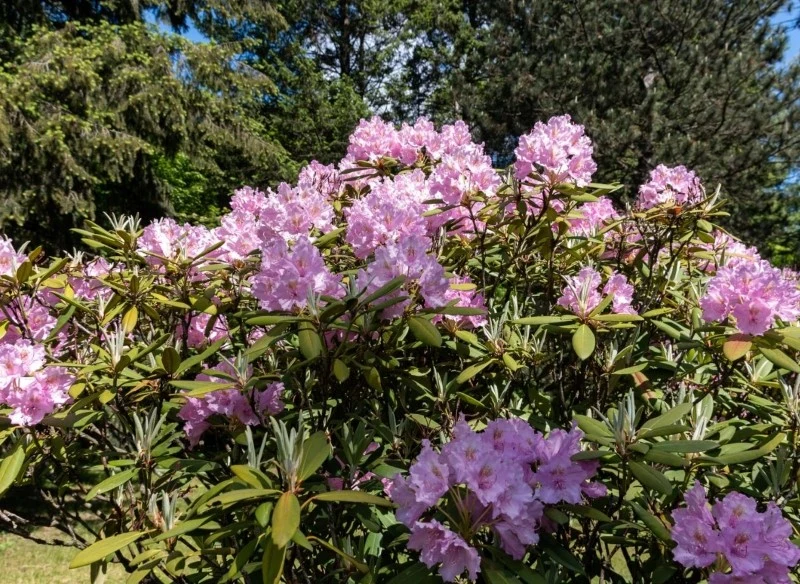 Rododendrony dobrze czują się w towarzystwie roślin wrzosowatych, ale nie tylko