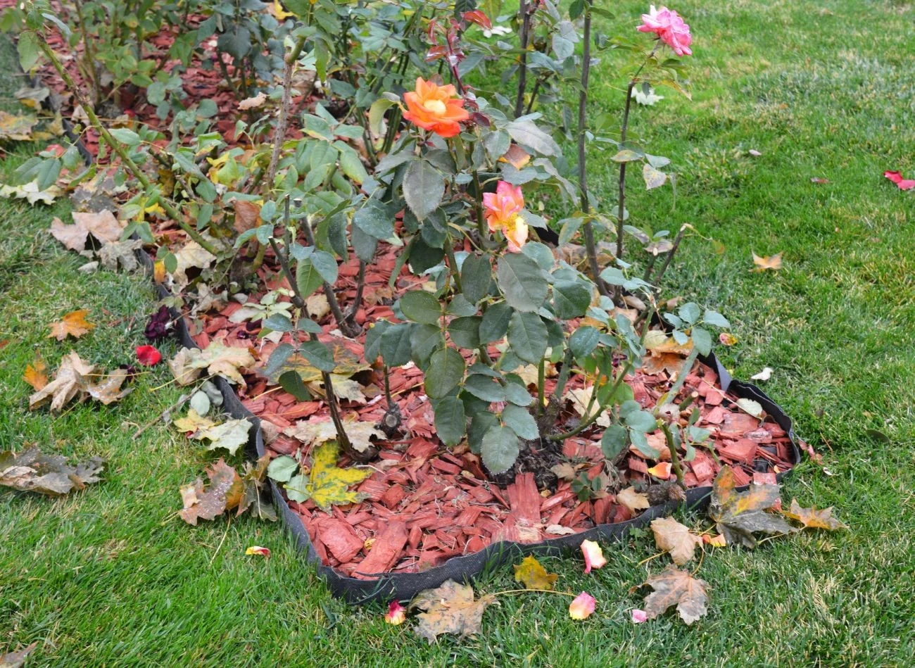 Do przycinania róż jesienią powinniśmy używać ostrych sekatorów ręcznych