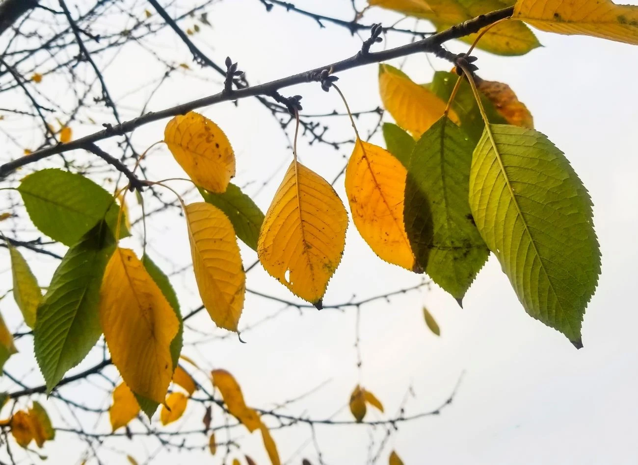 Jesienią można przyciąć czereśnie, wiśnie, niektóre gatunki śliw