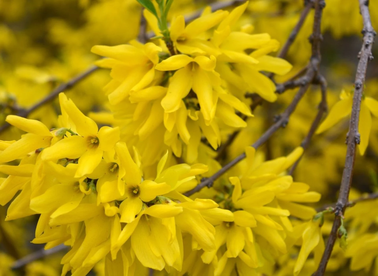 Jeśli przytniesz forsycję na jesień, wiosną nie spodziewaj się kwiatów