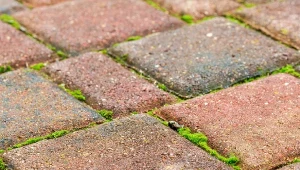 Jak usunąć mech z kostki brukowej i tarasu? Te sposoby warto znać./CancaPro