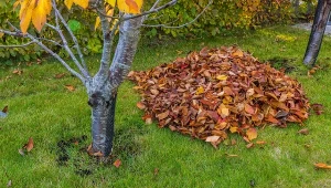 Sprawdź, co zrobić ze zgrabionymi liśćmi.