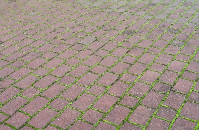 Mech rośnie zwykle w miejscach wilgotnych i zacienionych