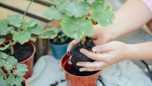 Podczas pobierania pelargonii do rozmnożenia zwróć uwagę, by fragmenty były młode i niezdrewniałe.