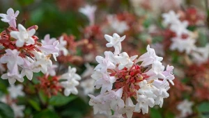 Abelia wielkokwiatowa (Abelia x grandiflora) długo zachwyca kwiatami o przyjemnym zapachu.