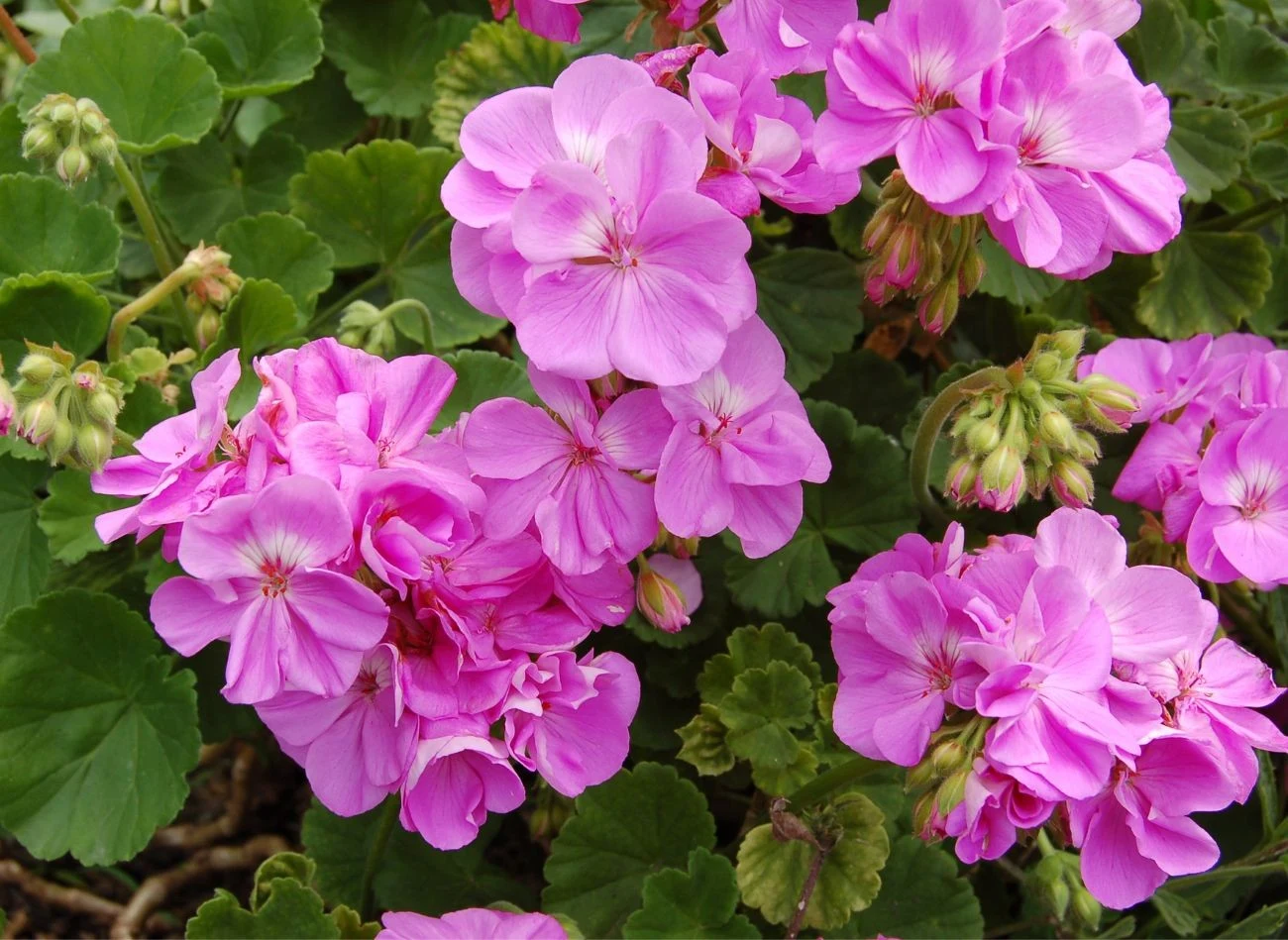 Sadzonki pelargonii do rozmnożenia należy pobierać do połowy października