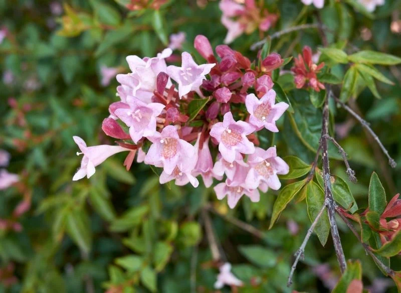 Abelia wielkokwiatowa przypomina krzewuszkę cudowną