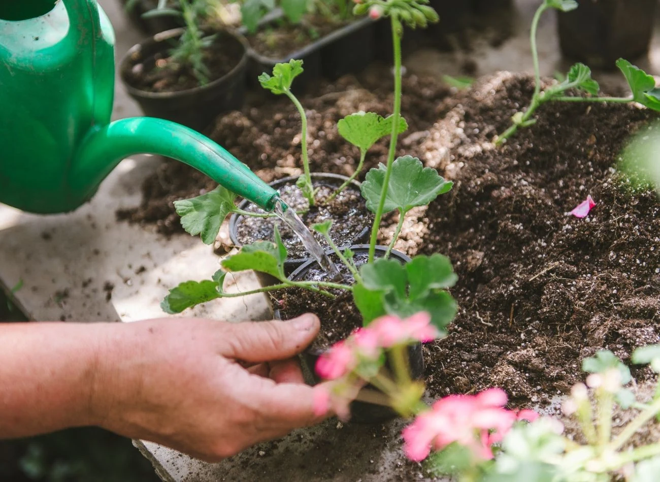 Po przesadzeniu należy intensywnie podlać każdą sadzonkę