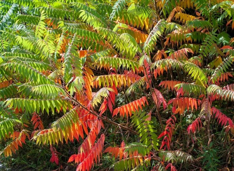 W zależności od odmiany sumak może mieć liście większe lub mniejsze, gładkie i błyszczące albo zmatowione i ostro postrzępione