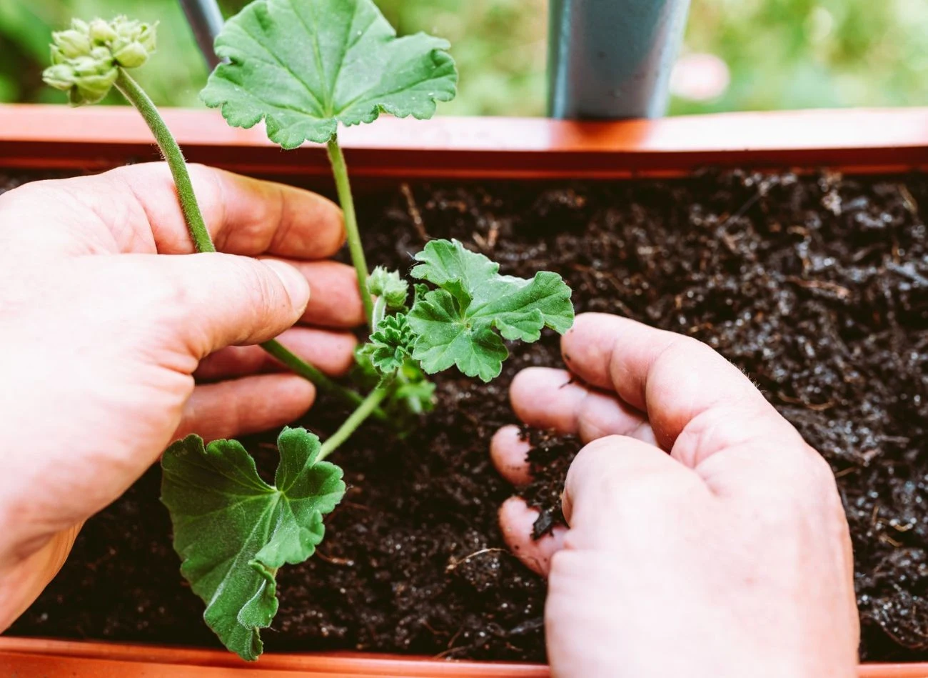 Sadzonki pelargonii można trzymać w domu, na południowym parapecie