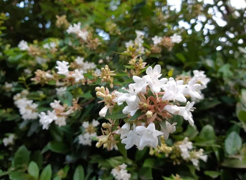 W optymalnych warunkach abelia wielkokwiatowa kwitnie dwa razy w sezonie