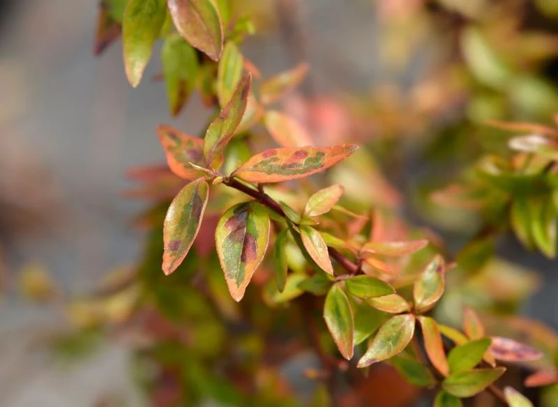 Abelia wielkokwiatowa 'Kaleidoscope' ma wielokolorowe liście