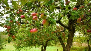 Jak działają opaski lepowe? To proste, wystarczy umieścić je na pniu lub gałęzi drzewa w ogrodzie. Tej bariery szkodnik nie pokona.