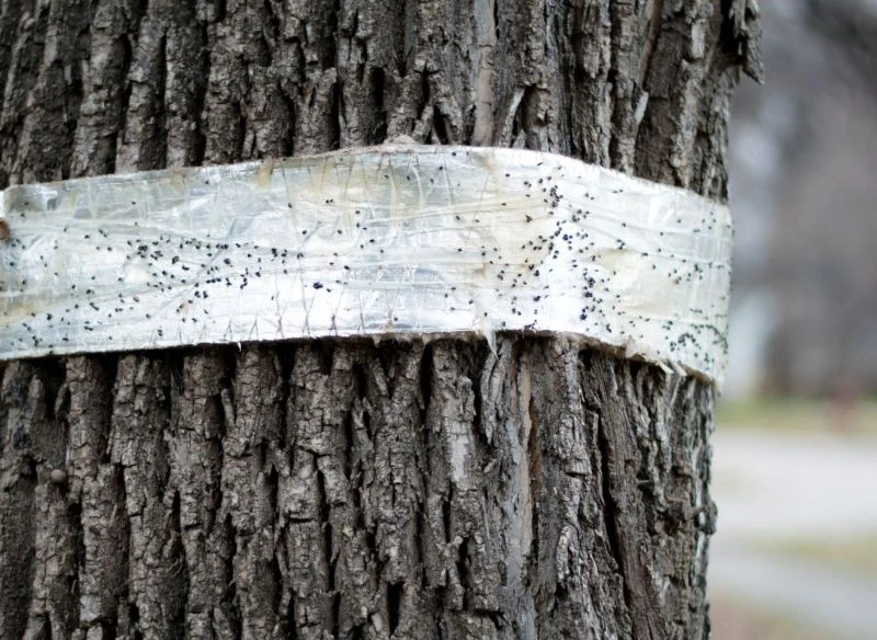 Opaski na drzewa dostępne są w wielu rozmiarach, kolorach oraz długościach