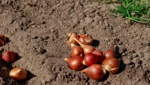 Tulipany musimy posadzić w odpowiednim terminie, aby zdążyły ukorzenić się przed zimą.