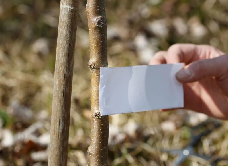 Dwustronnie klejące opaski lepowe do przycięcia na wymiar to sposób na wygodne i szybkie przygotowanie pułapki