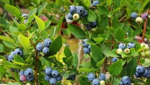 Sprawdź, jak rozmnażać borówkę amerykańską, aby mieć mnóstwo smacznych i zdrowych owoców.