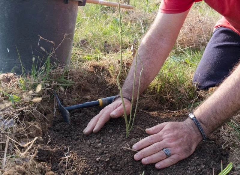 Borówkę amerykańską można rozmnażać przez sadzonki lub odkłady
