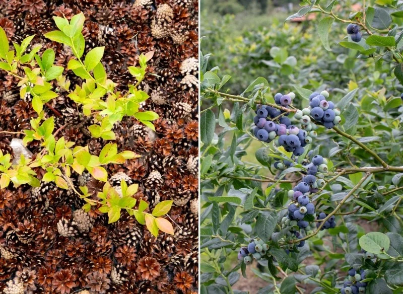 Jesień to dobry moment na pozyskanie sadzonek borówki amerykańskiej