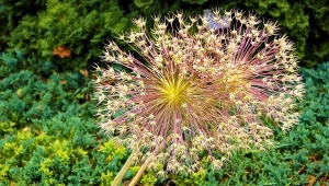 Spośród wszystkich roślin cebulowych sadzonych jesienią, a kwitnących wiosną, moim faworytem okazał się ten oto okaz. Rozpoczynasz sadzenie kwiatów na wiosenne rabaty? Sprawdź, jakie oryginały mogą zastąpić dobrze znane kwiaty.