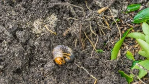 Pędraki to często spotykane w ogrodzie szkodniki glebowe.