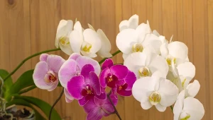 Przygotuj odżywkę na kwitnienie storczyków, a będą bujnie kwitły przez cały rok.