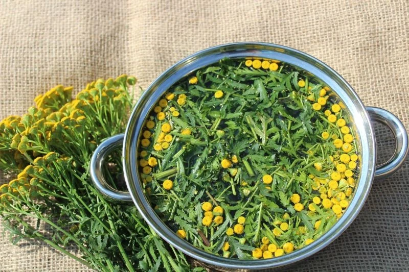 Gnojówka z wrotyczu pomaga zwalczyć szkodniki glebowe