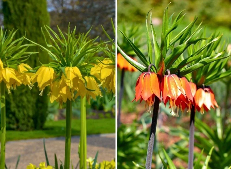 Zakwitające szachownice cesarskie wyglądają naprawdę oryginalnie zarówno w dużych grupach, jak i sadzone po kilka sztuk na niższych rabatach miesza...
