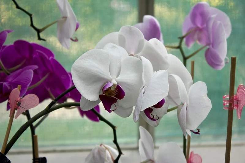 Niewłaściwa pielęgnacja storczyków przyczynia się do zaniku ich kwitnienia