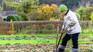 Podczas stosowania obornika łatwo popełnić błąd.