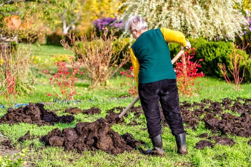 Stosowanie świeżego obornika stwarza najwięcej kłopotów