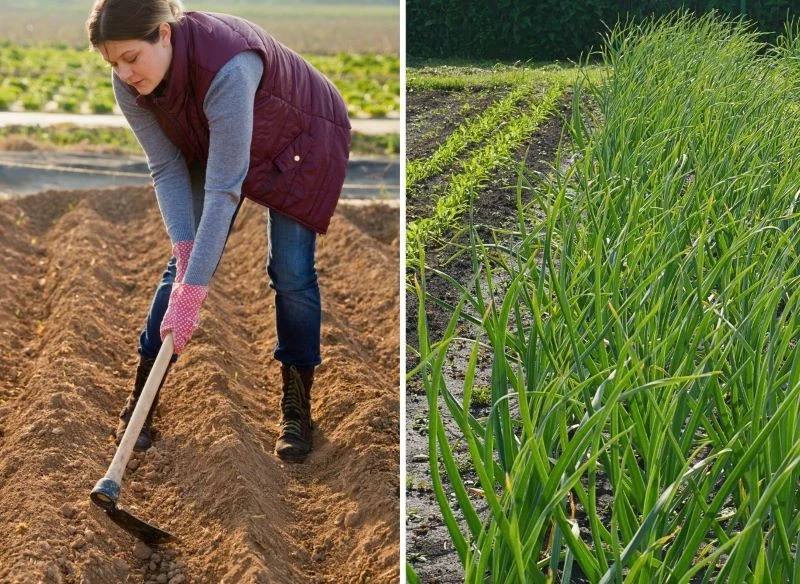 Przekopywanie jesienią grządek, dokładne oczyszczanie ich i spulchnianie ręcznymi narzędziami przygotuje ziemię do wiosennych wysiewów