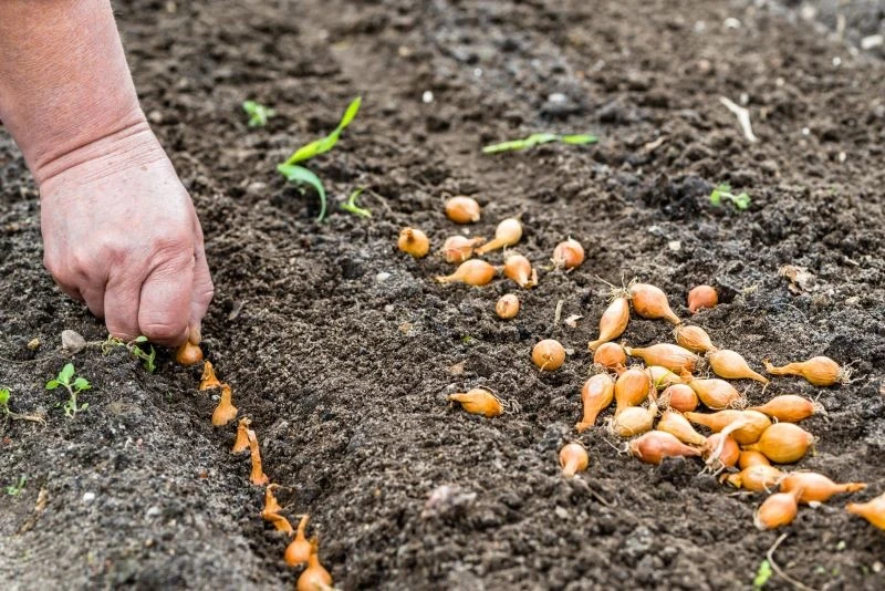 Cebulę warto uprawiać w drugim lub ewentualnie pierwszym roku po oborniku