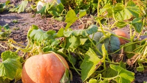 Dojrzewanie dyni można przyspieszyć.