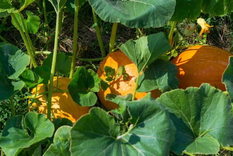 Dynia wolno rośnie, gdy brakuje jej słońca