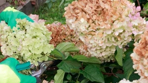 Po jesiennym przycięciu hortensje wymagają wzmocnienia. Czym je nawieźć?