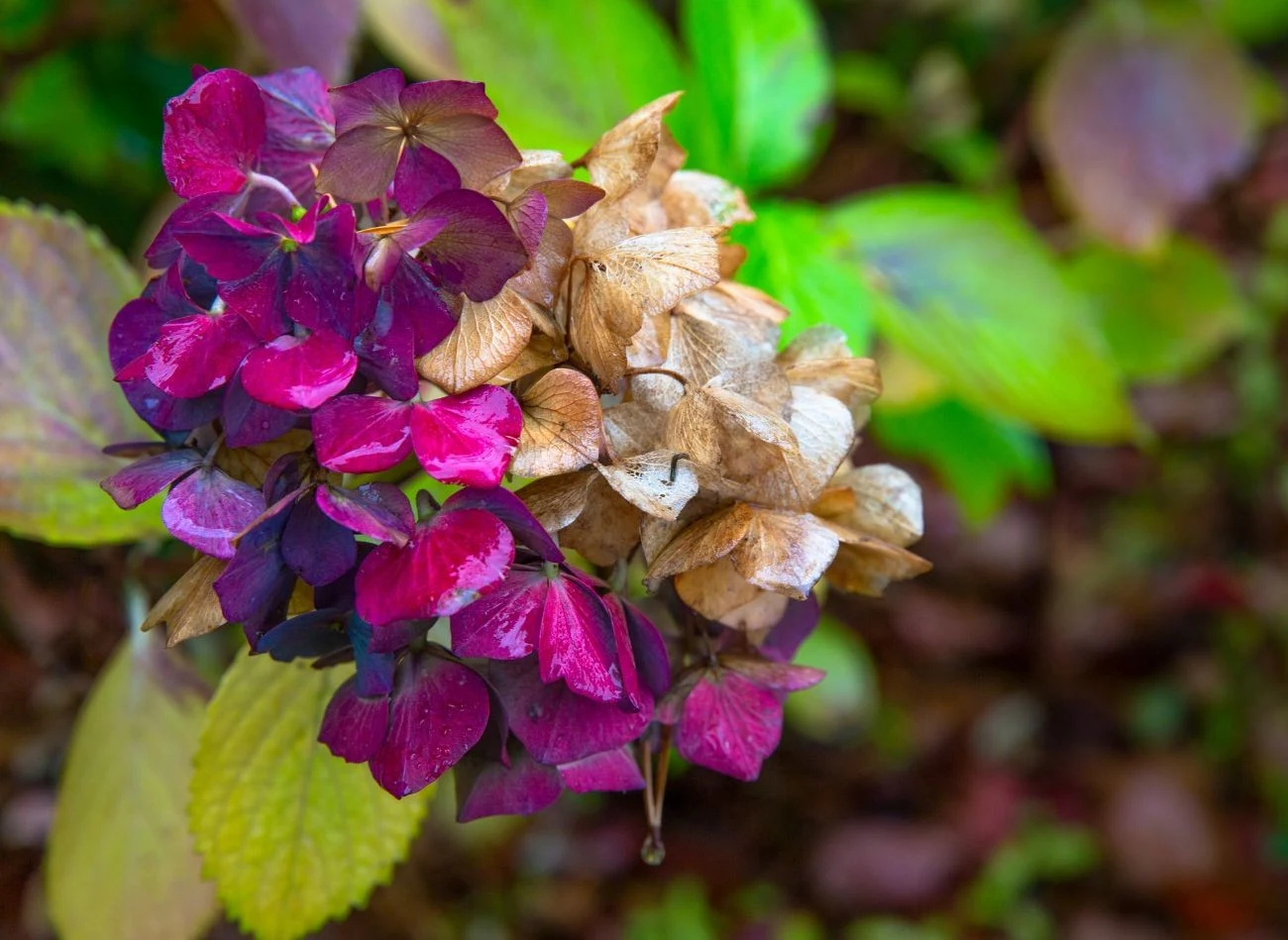Wypróbuj domowe odzywki do wzmocnienia hortensji po przycięciu