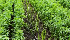 Gdy kończą się uprawy, zaczynamy zastanawiać się, jakie nawozy zielone wysiać jesienią. Wybór jest spory, a każdy gatunek ma swoje walory.