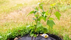 Sadzonki zdrewniałe pobrane z porzeczek jesienią łatwo się przyjmują.