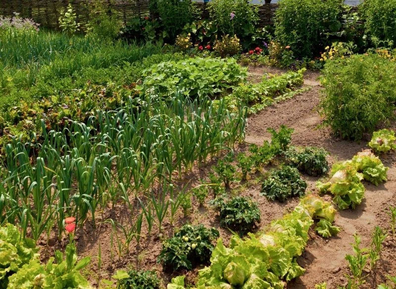 Idealne warunki do sadzenia to przede wszystkim żyzna gleba, zasobna w wodę i składniki pokarmowe