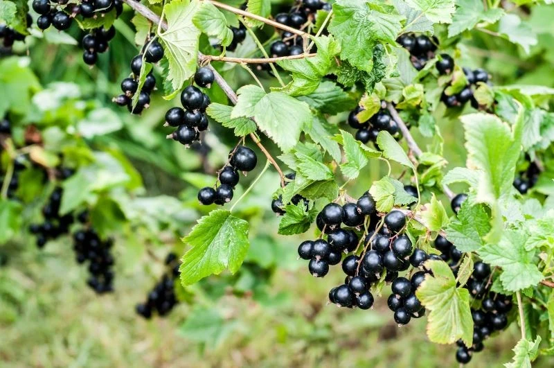 Porzeczkę najłatwiej rozmnożyć przez sadzonki zdrewniałe
