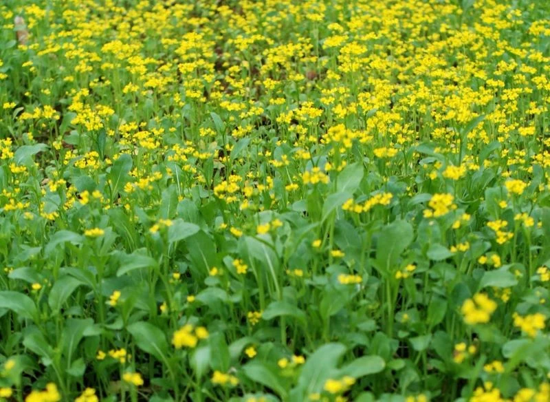 Takie rośliny, jak rzepik, gorczyca biała czy gryka pozwalają w łatwy sposób zadbać o gospodarkę wodnoglebową oraz czystość w warzywniku