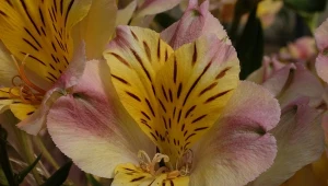 Alstroemeria  to wyjątkowa bylina o subetlnych i wielobarwnych kwiatach.