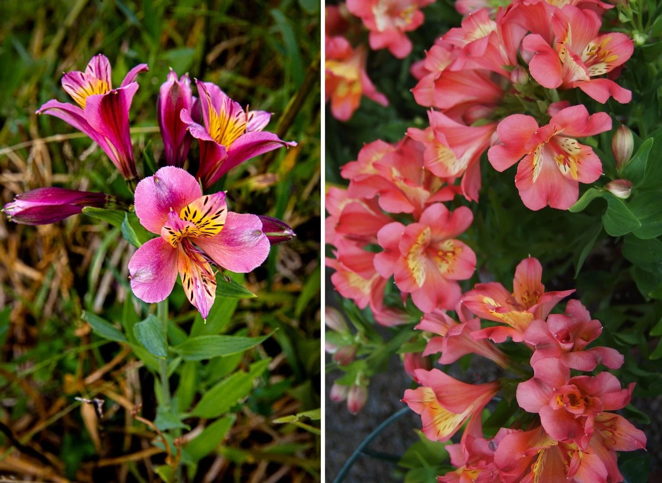 Alstroemeria występuje w wielu ciekawych i kolorowych odmianach