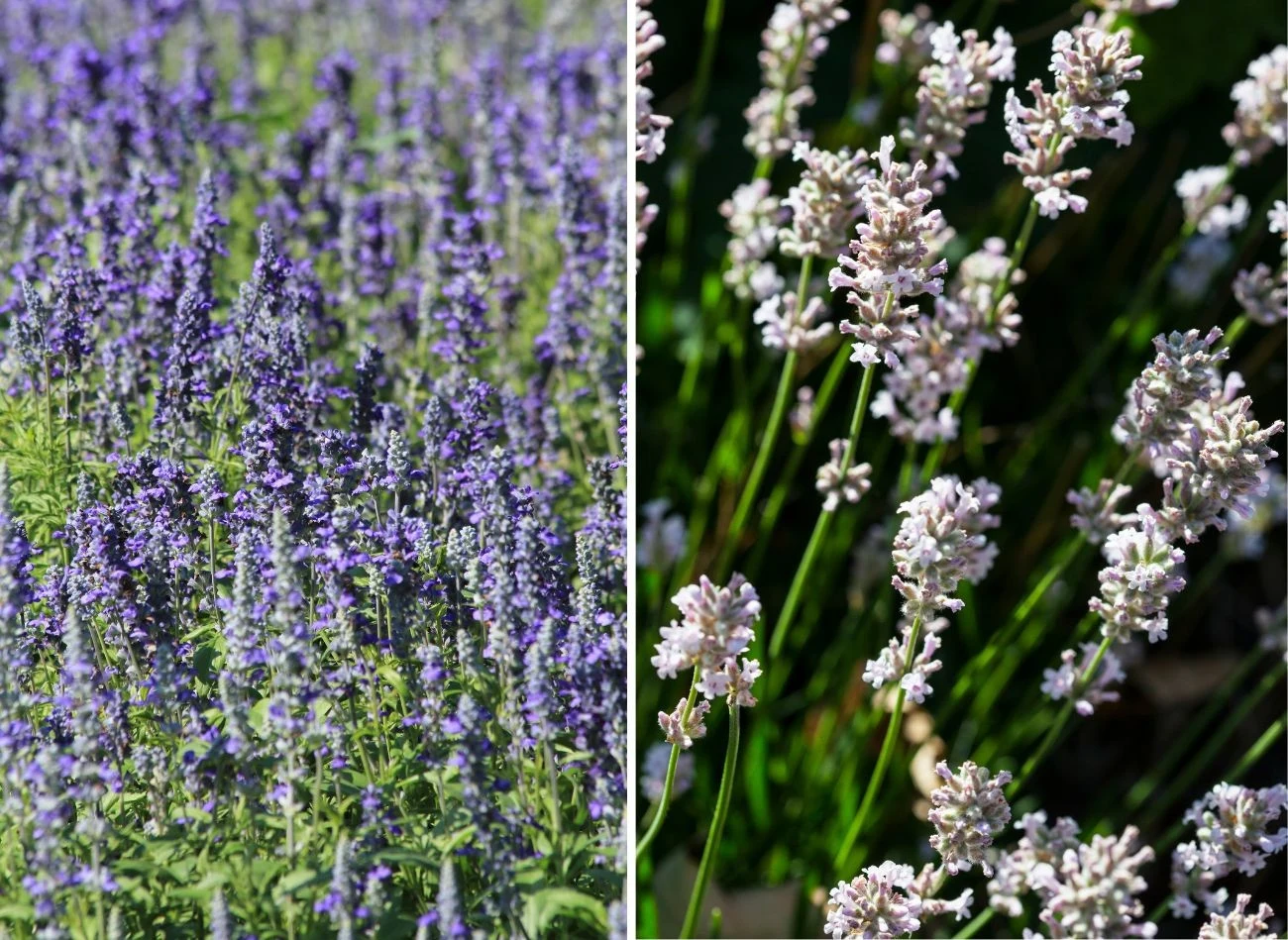 Lawenda najlepiej czuje się w słonecznych i przewiewnych miejscach