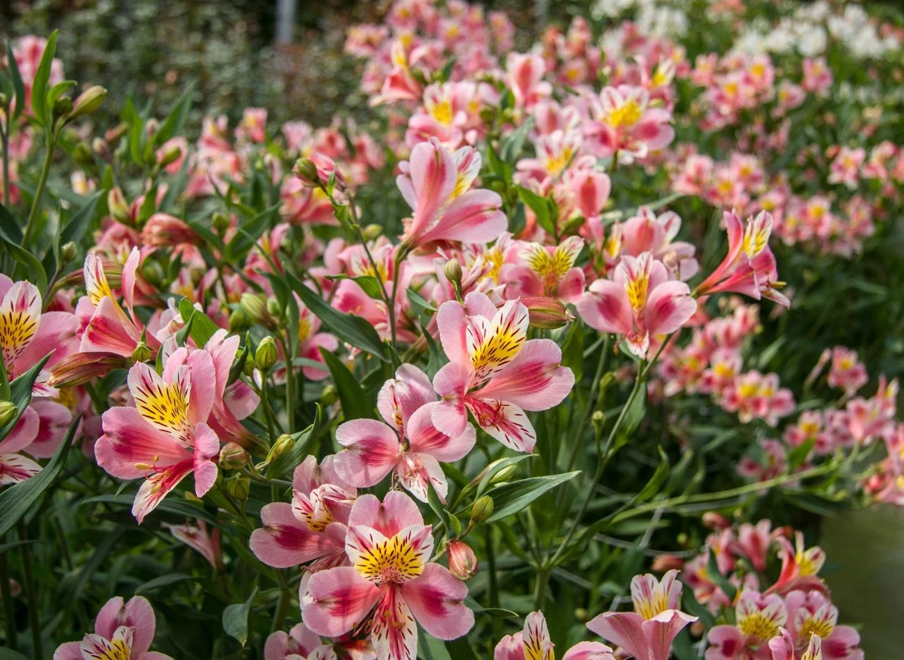 Alstroemeria lubi glebę przepuszczalną o lekko kwaśnym odczynie, dobrze czuje się również w donicach