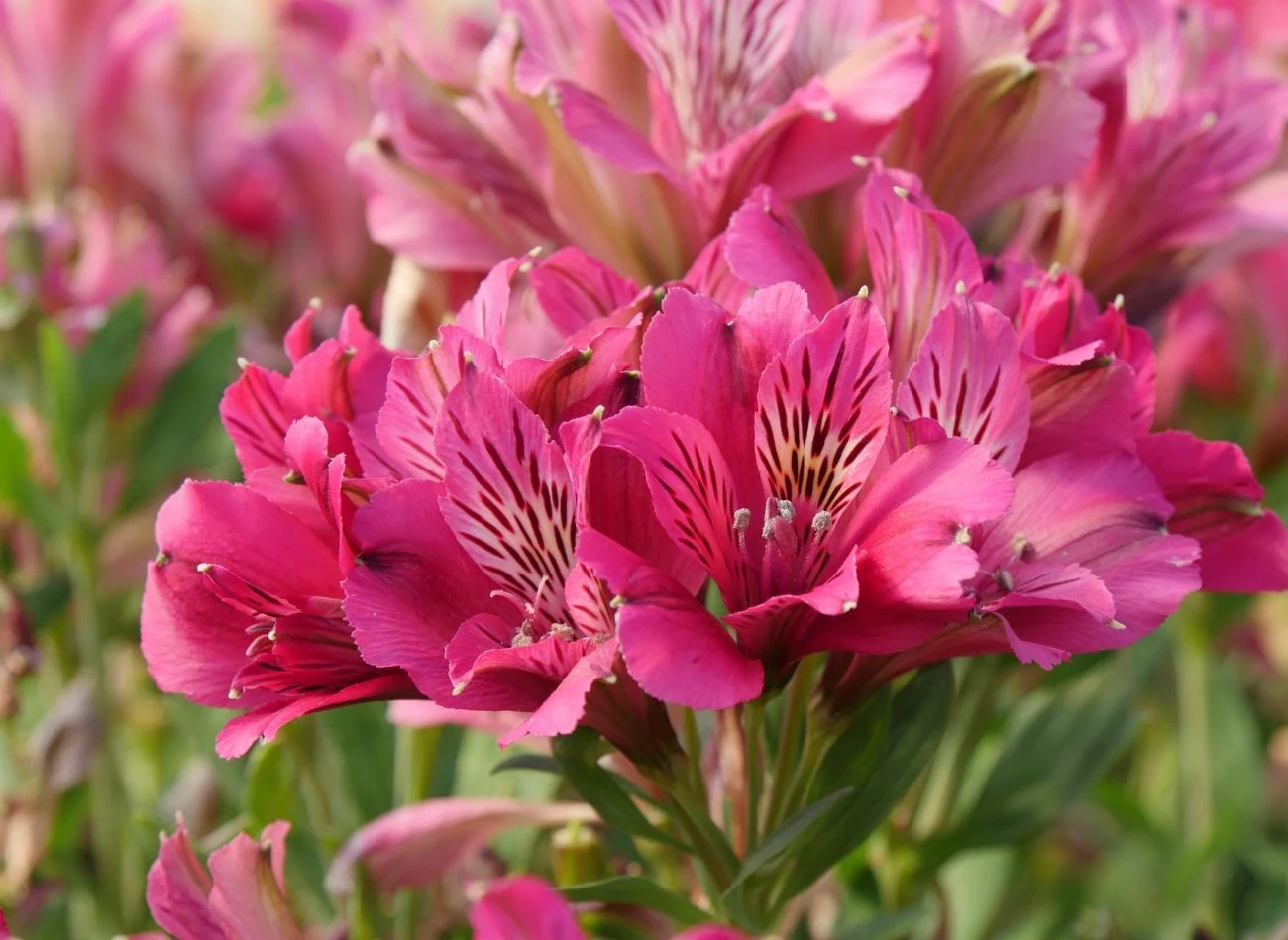 Alstroemrię dobrze jest sadzić m